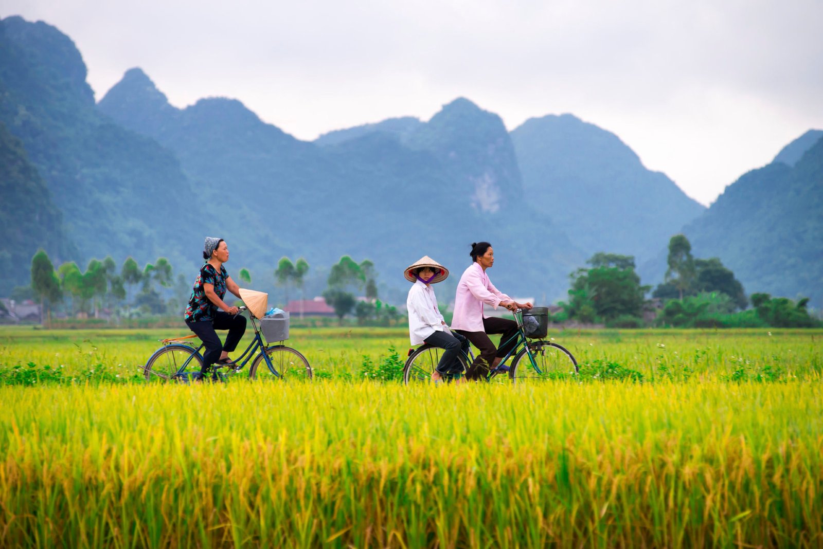 1773724650_Vietnam bicycle trip.jpg